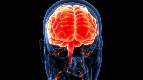 Central Organ of Human Nervous System Brain Anatomy Animation Concept Видео 200859332
