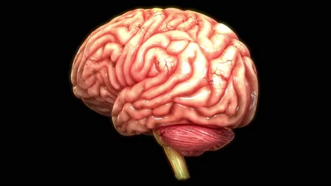 Central Organ of Human Nervous System Brain Anatomy Animation Concept Vídeos de archivo 200859390