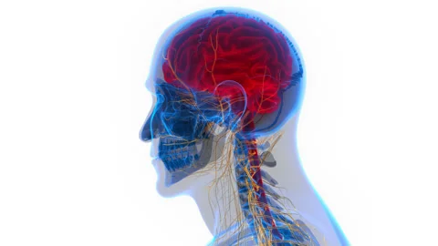 Central Organ of Human Nervous System Brain Anatomy Animation Concept Video stock 200859459