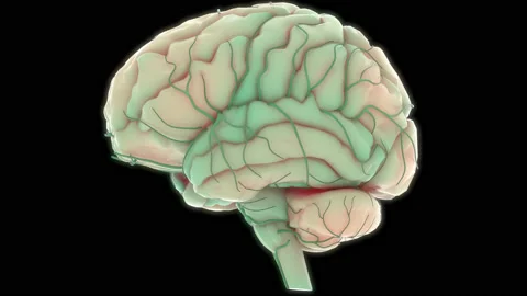 Central Organ of Human Nervous System Brain Anatomy Animation Concept Vidéo 200859494