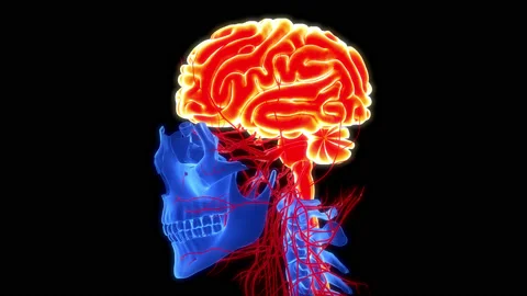 Central Organ of Human Nervous System Brain Anatomy Animation Concept Видео 200859608