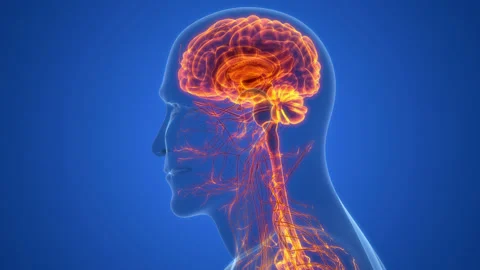 Central Organ of Human Nervous System Brain Anatomy Animation Concept 库存影片 200866132