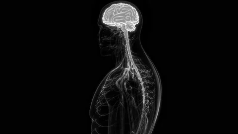 Central Organ of Human Nervous System Brain Anatomy Animation Concept Stock Footage 200868251