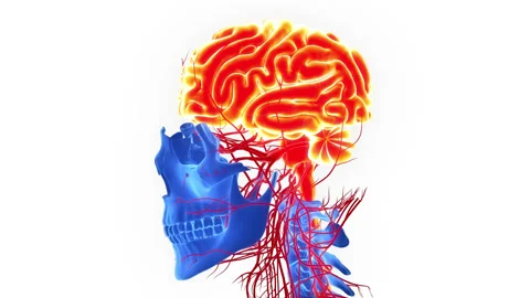 Central Organ of Human Nervous System Brain Anatomy Animation Concept Stock Footage 200869010