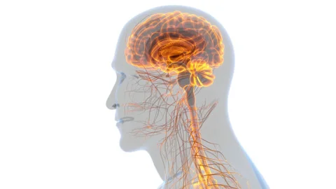 Central Organ of Human Nervous System Brain Anatomy Animation Concept Stock Footage 200869236