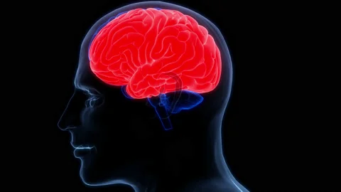 Central Organ of Human Nervous System Brain Anatomy Animation Concept Stock Footage 200869902