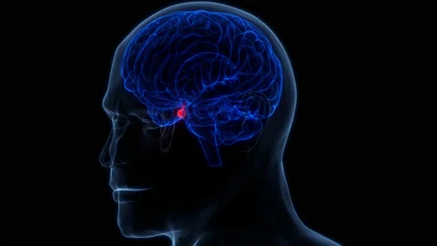 Central Organ of Human Nervous System Brain Pituitary Gland Anatomy Stock Footage 200869918