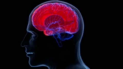 Central Organ of Human Nervous System Brain Anatomy Animation Concept Stock Footage 200869987
