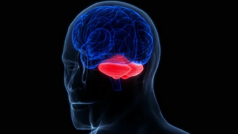 Central Organ of Human Nervous System Brain Anatomy Animation Concept Stock Footage 200870975
