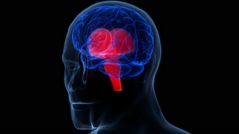 Central Organ of Human Nervous System Brain Anatomy Animation Concept Stock Footage 200870984