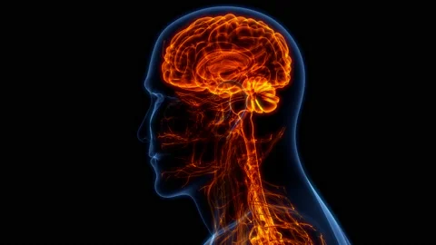 Central Organ of Human Nervous System Brain Anatomy Animation Concept Stock Footage 200874744