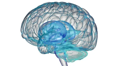 Central Organ of Human Nervous System Brain Anatomy Animation Concept Stock Footage 200876258