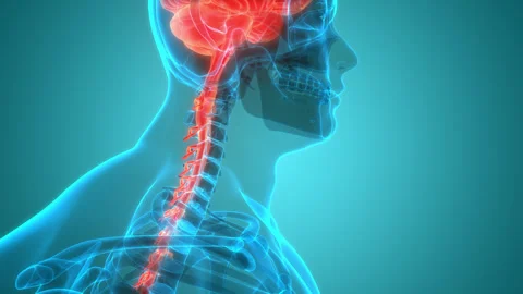 Central Organ of Human Nervous System Brain Anatomy Animation Concept Stock Footage 240737210