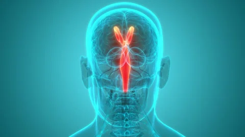 Central Organ of Human Nervous System Brain Anatomy Animation Concept Stock Footage 240741746
