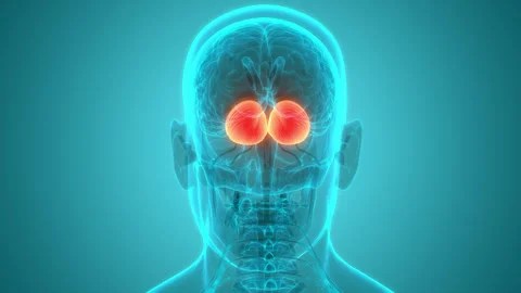 Central Organ of Human Nervous System Brain Anatomy Animation Concept Stock-Footage 240741765