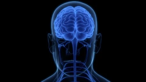 Central Organ of Human nervous System Brain Anatomy Animation Concept Stock Footage 240743685