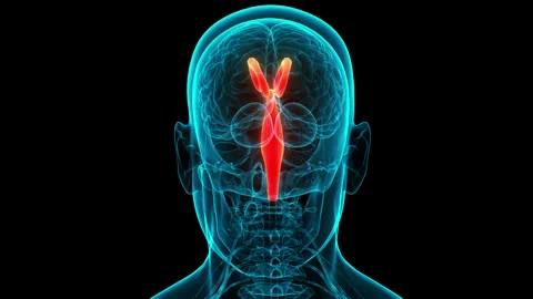 Central Organ of Human nervous System Brain Anatomy Animation Concept Stock Footage 240745849