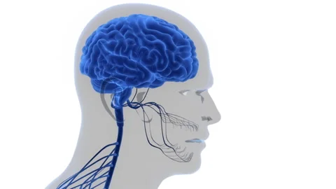 Central Organ of Human Nervous System Brain Anatomy Animation Concept Stock Footage 249434032