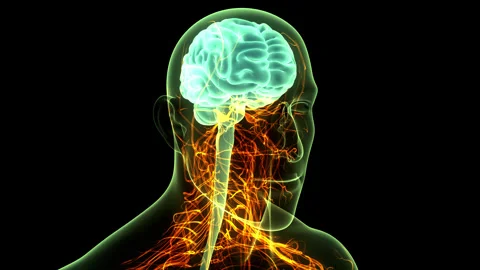 Central Organ of Human Nervous System Brain Anatomy 動画素材 250437510