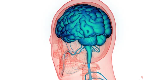 Central Organ of Human Nervous System Brain Anatomy Stock Footage 250438344