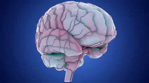 Central Organ of Human Nervous System Brain Anatomy Stock Footage 250441123
