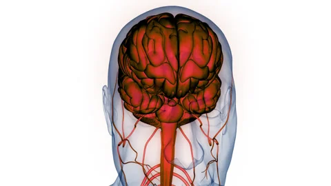 Central Organ of Human Nervous System Brain Anatomy Animation Concept Stock Footage 264883133