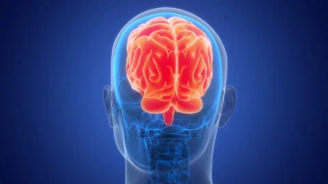Central Organ of Human Nervous System Brain Anatomy Animation Concept Stock Footage 264883225