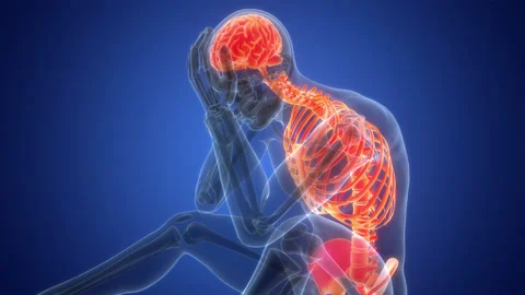 Central Organ of Human Nervous System Brain Anatomy Animation Concept Stock Footage 266516348