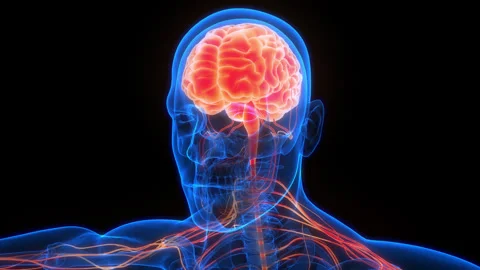 Central Organ of Human Nervous System Brain Anatomy Animation Concept 스톡 동영상 266524949