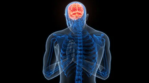 Central Organ of Human Nervous System Brain Anatomy Animation Concept 스톡 동영상 266529934