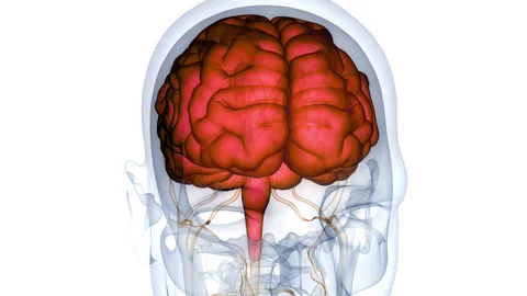 Central Organ of Human Nervous System Brain Anatomy Animation Concept 스톡 동영상 266537007