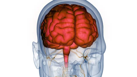 Central Organ of Human Nervous System Brain Anatomy Animation Concept 스톡 동영상 266537014