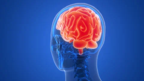 Central Organ of Human Nervous System Brain Anatomy Animation Concept Stock Footage 266639341