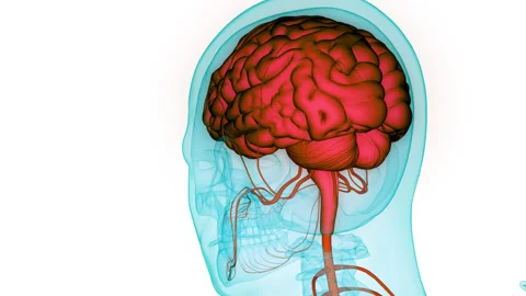 Central Organ of Human Nervous System Brain Anatomy Animation Concept Stock Footage 266645344