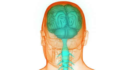 Central Organ of Human Nervous System Brain Anatomy Animation Concept Stock Footage 266649280