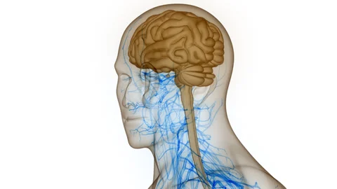 Central Organ of Human Nervous System Brain Anatomy Animation Concept Stock Footage 266653355