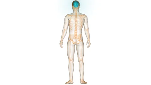 Central Organ of Human Nervous System Brain Anatomy Animation Concept 스톡 동영상 281576708