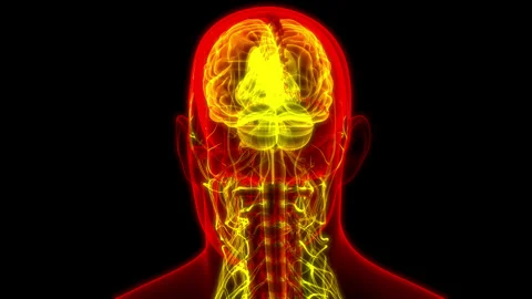 Central Organ of Human Nervous System Brain Anatomy Animation Concept 스톡 동영상 284195568
