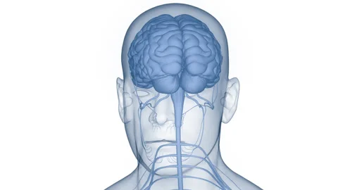 Central Organ of Human Nervous System Brain Anatomy Animation Concept 스톡 동영상 284196883