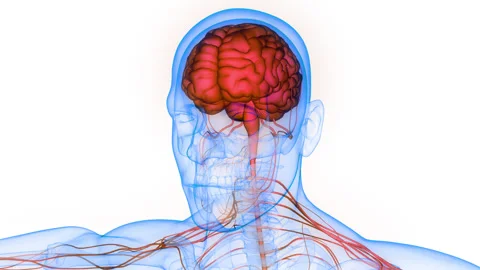 Central Organ of Human Nervous System Brain Anatomy Animation Concept 스톡 동영상 286006561