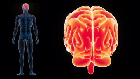 Central Organ of Human Nervous System Brain Anatomy Animation Concept 스톡 동영상 286007933