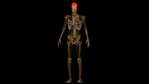 Central Organ of Human Nervous System Brain Anatomy Animation Concept Stock Footage 286008010