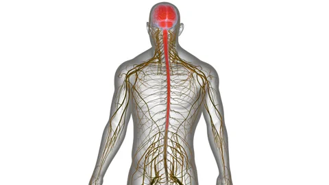 Central Organ of Human Nervous System Brain Anatomy Animation Concept Stock Footage 286008016