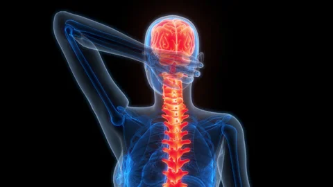 Central Organ of Human Nervous System Brain Anatomy Animation Concept Stock Footage 286008460