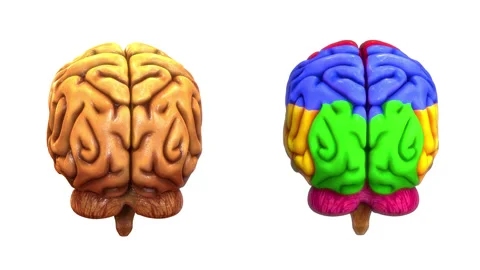 Central Organ of Human Nervous System Brain Anatomy Animation Concept Stock Footage 286010966