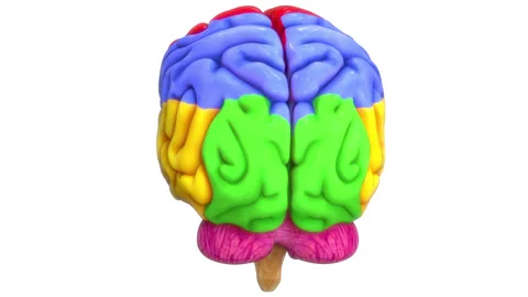 Central Organ of Human Nervous System Brain Lobes Anatomy Animation Concept 動画素材 286011382
