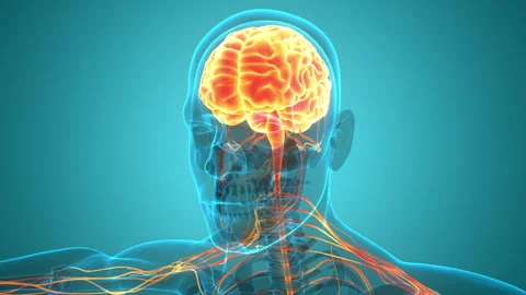 Central Organ of Human Nervous System Brain Anatomy Animation Concept Stock Footage 286012504