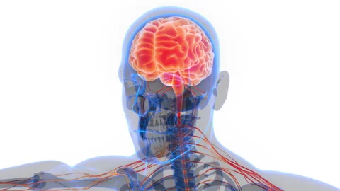 Central Organ of Human Nervous System Brain Anatomy Animation Concept 스톡 동영상 286013009