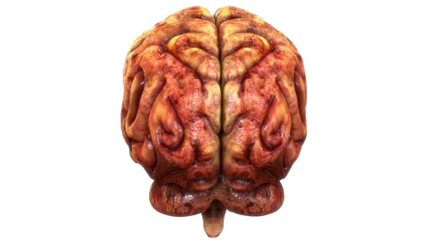 Central Organ of Human Nervous System Brain Anatomy Animation Concept 스톡 동영상 286013354