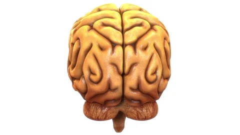 Central Organ of Human Nervous System Brain Anatomy Animation Concept 스톡 동영상 286013395